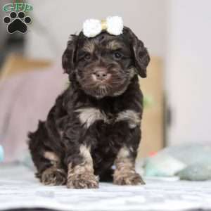 Lily, Cockapoo Puppy